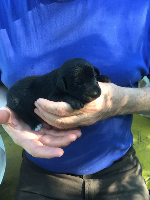 Free Puppy Labrador photo and picture