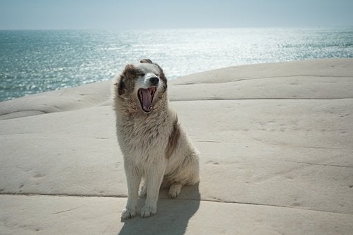 Hund, Italien, Scala Dei Turchi