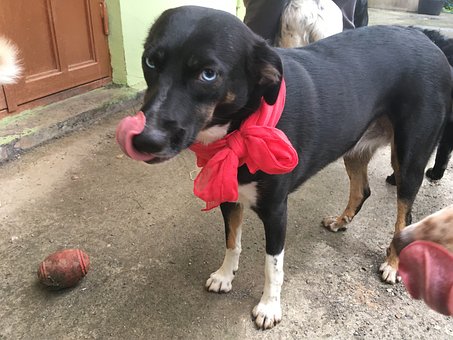 Free Dog Merle photo and picture