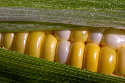 Free Corn Ear Of Corn photo and picture