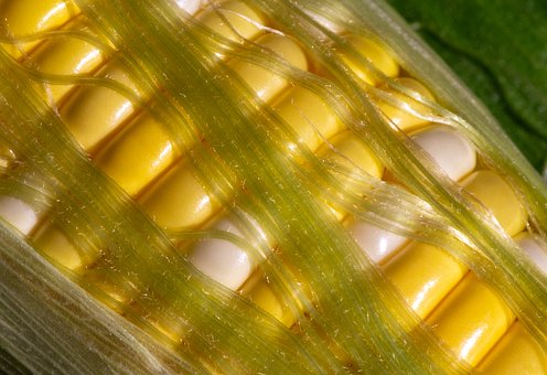 Free Corn Ear photo and picture