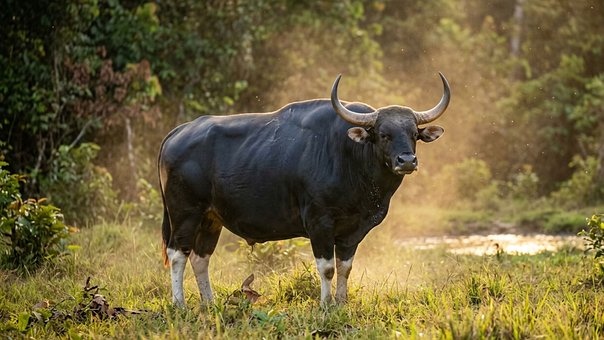 Free Banteng Wild Cattle illustration and picture
