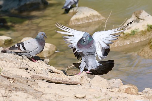 Free Pigeon Bird photo and picture