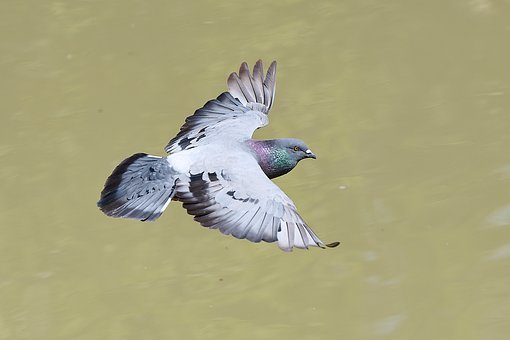 Free Pigeon Flight photo and picture