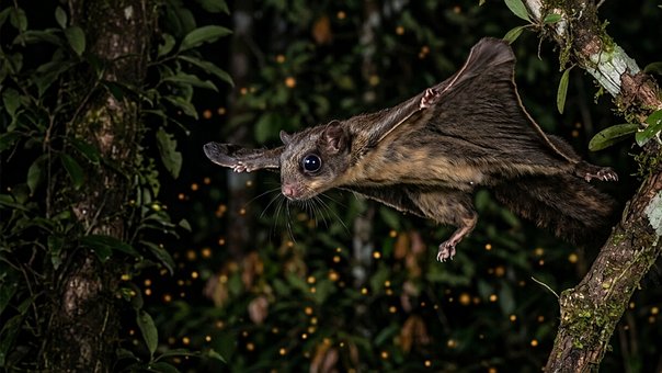 Free Flying Squirrel Gliding illustration and picture