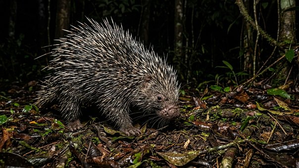 Free Malayan Porcupine Borneo Rainforest illustration and picture