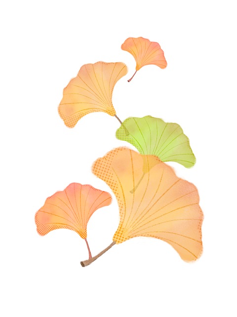 Free drawing ginkgo leaves illustration