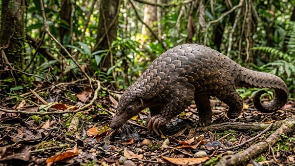 Free Pangolin Indonesia illustration and picture
