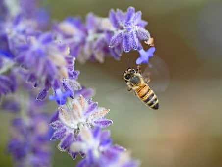 Bi, Flyve, Makro, Blomst, Bestøvning