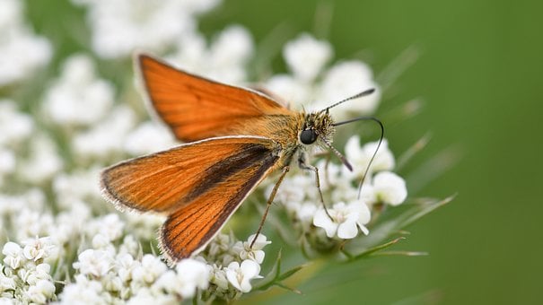 Sommerfugl, Insekt, Blomst, Makro, Hvid