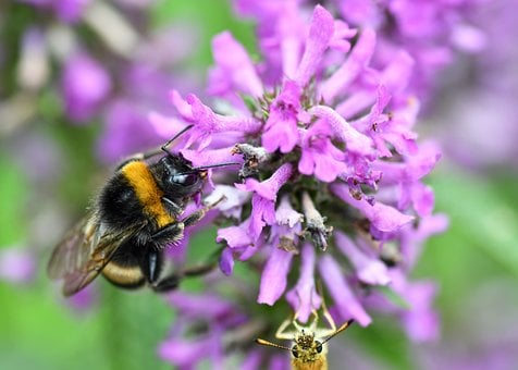 Humle, Bestøvning, Lilla Blomst