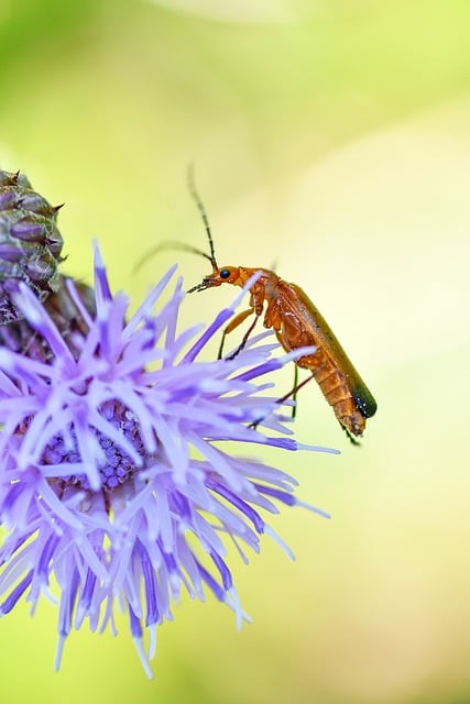 Cantharis, Insekter, Makrofotografi