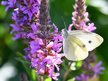 Sommerfugl, Insekter, Makrofotografi