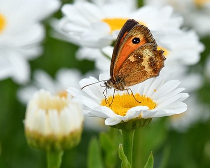 Sommerfugl, Marguerit, Makro