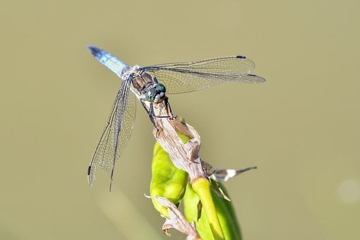 Guldsmed, Insekt, Makro, Natur, Vinger