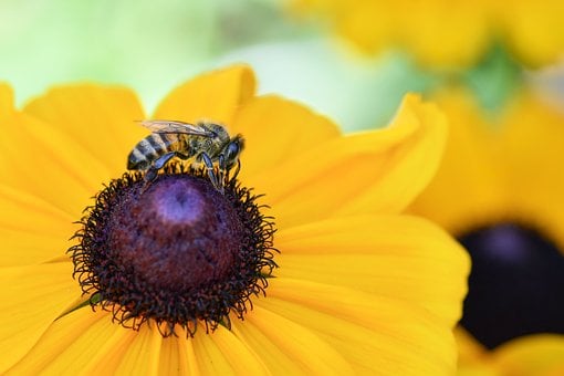 Bi, Blomst, Insekt, Blomst Tapet