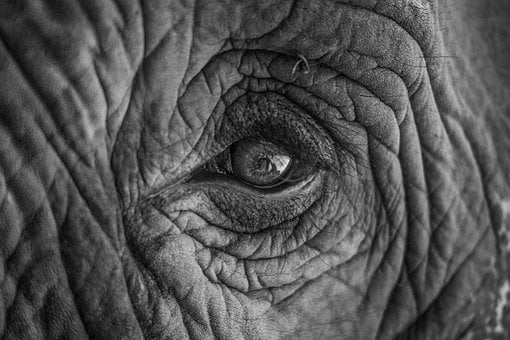 Elefant, Natur, Øje, Dyr, Portræt