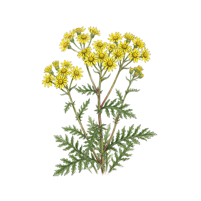 Free botanical illustration flower drawing yellow flowers illustration