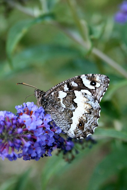 Free Butterfly Brintesia Circe photo and picture
