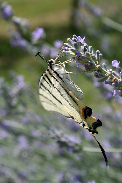 Free Butterfly Podalirius photo and picture