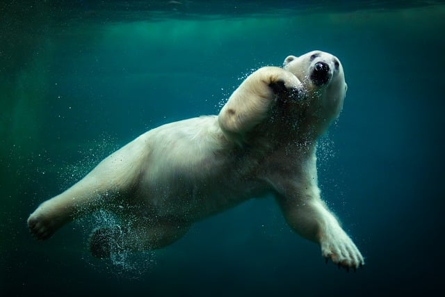 Download free HD stock image of Polar Bear Swimming Free Polar Bear Swimming photo and picture