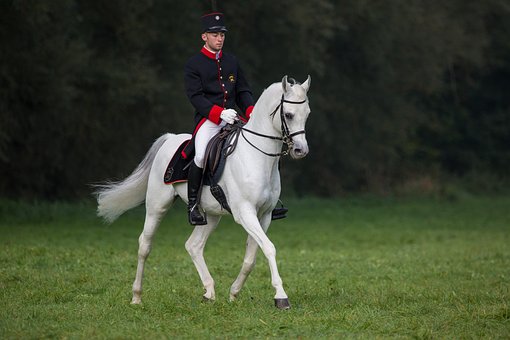 Free Rider White Horse photo and picture