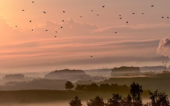 Svitanie, Vtáky, Hmla, Krajina, Stromy