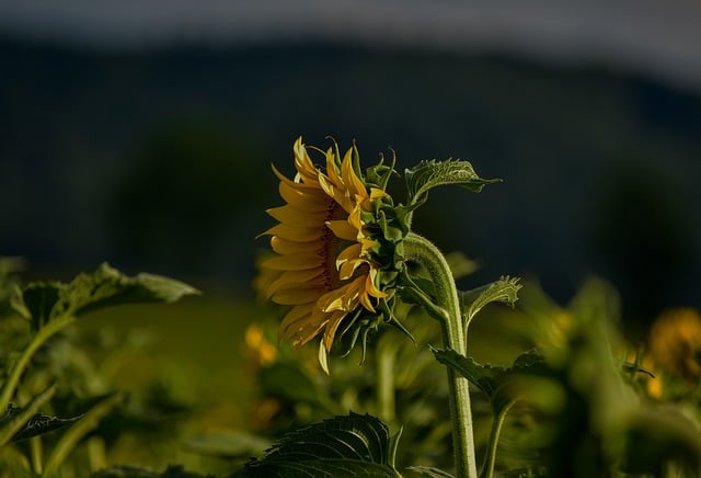 Free Nature Sunflower photo and picture