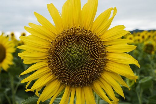 Free Sunflower Bloom photo and picture
