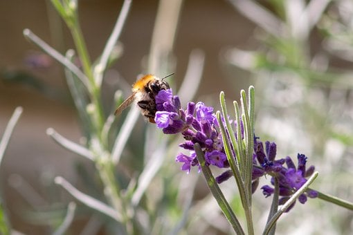 Bij, Lavendel, Paars, Bloem, Insect
