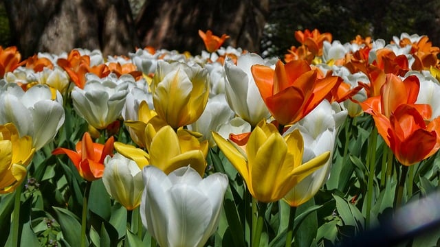 Tulpe, Bunte Blumen, Frühling, Garten
