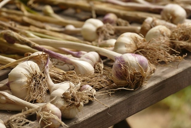 Free Garlic Outdoor photo and picture