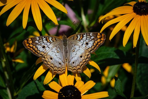 Free Butterfly Yellow Flower photo and picture