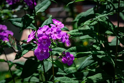 Free Purple Flowers Garden Flowers photo and picture