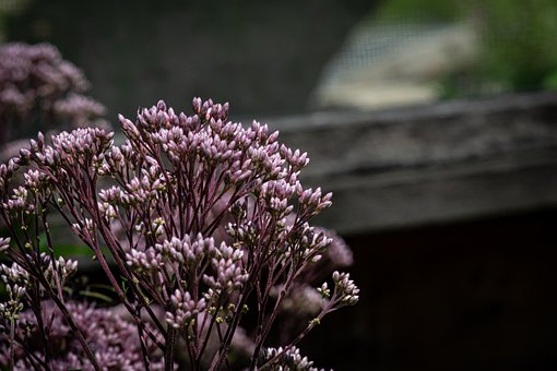 Free Pink Buds Macro Photography photo and picture