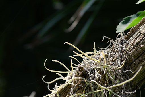 Free Bark Epiphyte photo and picture