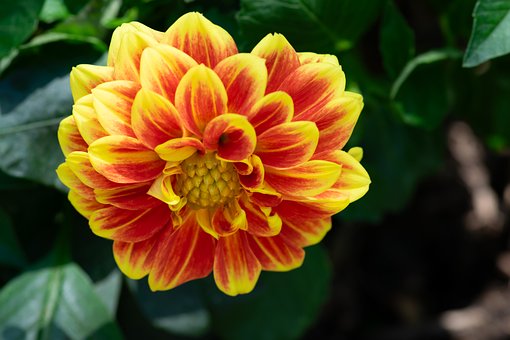 Free Dahlia Red Dahlia photo and picture