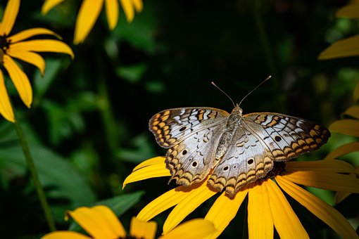 Free Butterfly Yellow Flower photo and picture