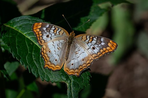 Free Butterfly Green Leaf photo and picture