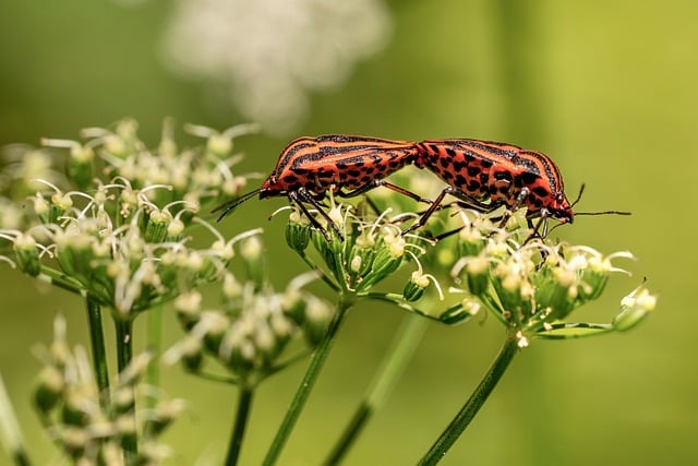 Free Beetle Bugs photo and picture