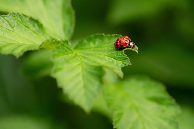 Free Nature Ladybug photo and picture