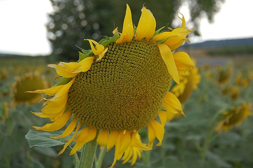 Sonnenblume, Natur, Ländlich, Sommer