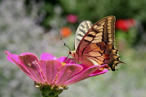 Free Butterfly Swallowtail photo and picture