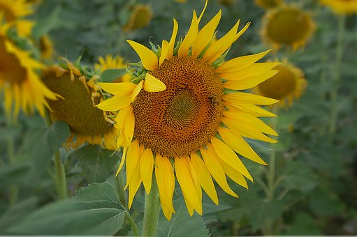 Sonnenblume, Natur, Sommer
