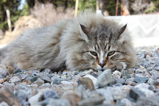 Gato, Esponjoso, Salvaje, Naturaleza