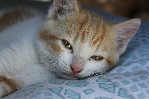 Gato, Animal, Lindo, Gatito, Bigote