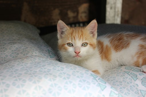 Gatito, Mascota, Gato, Lindo, Ojos