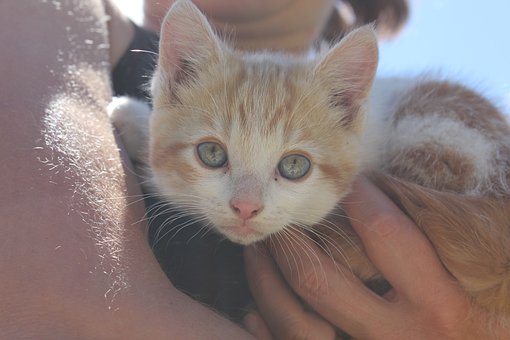 Gatito, Mascota, Animal, Naturaleza