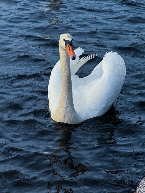 Free Swan Bird photo and picture