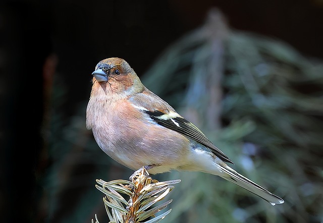 Vogel, Fink, Natur, Tier, Ornithologie